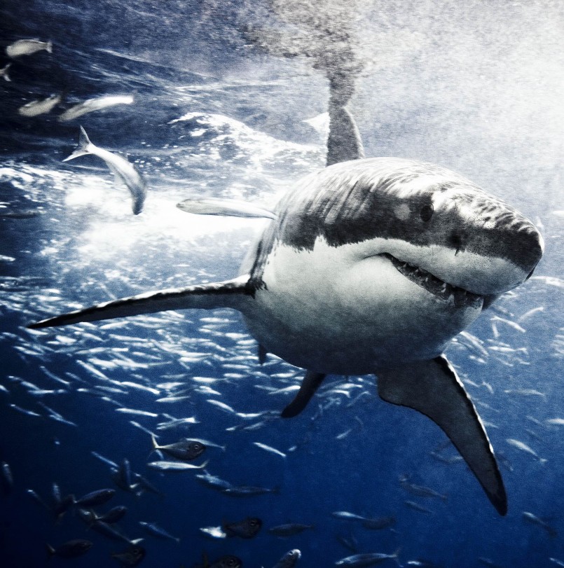 SHARKS. Face-to-Face with the Ocean's Endangered Predator