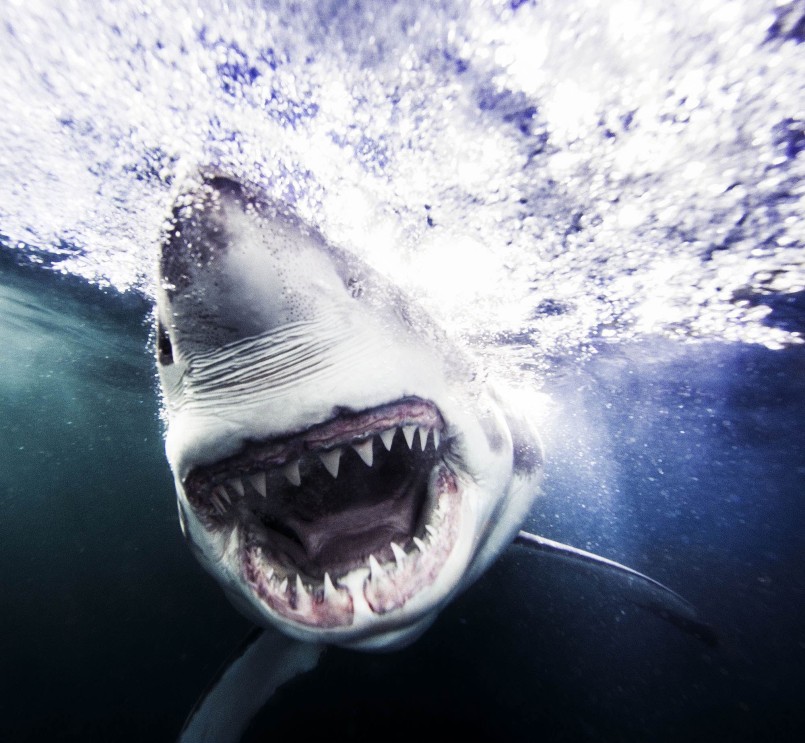 SHARKS. Face-to-Face with the Ocean's Endangered Predator